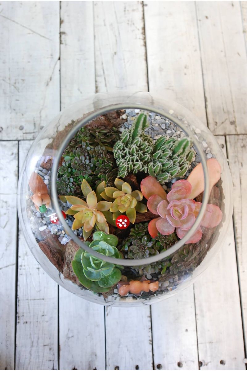 療癒款多肉玻璃圓缸造景Succulents in Fishbowl